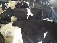 母牛, Cattle — 照片 2