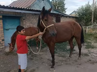 母马, Thoroughbred horse — 照片 7