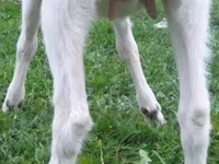 公山羊, Goats — 照片 2