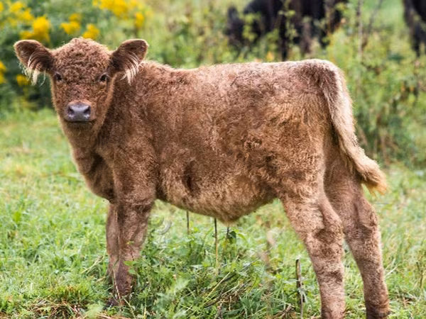 公牛, Galloway cow