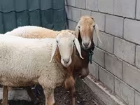 公羊, Arashan sheep — 照片 3