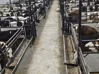 公牛, Holstein breed — 照片 1