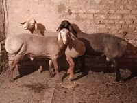 公羊, Rhon sheep — 照片 2