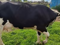 Vaca, Raza Holstein — foto 1
