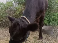 Cow, Cattle — photo 5