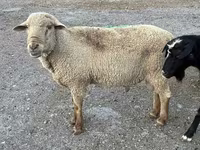 公羊, Hampshire sheep — 照片 6
