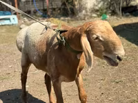 Ram, Arashan sheep — photo 4