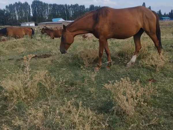 母马, Horses — 吉尔吉斯斯坦
