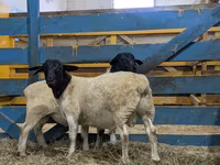 मेढ़ा, Dorper sheep — फ़ोटो 3
