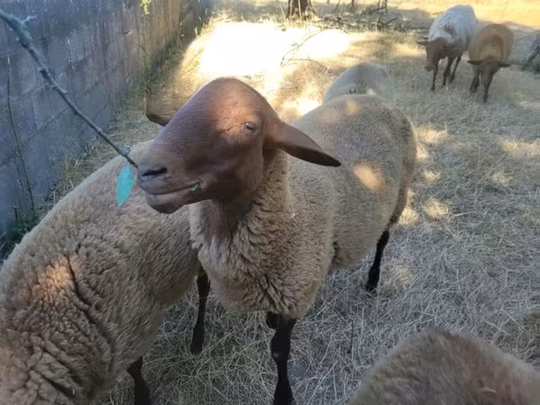 公羊, Sheep