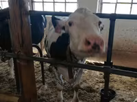 Kuh, Holstein-Rasse — Foto 5