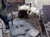母山羊, Goats — 照片 3