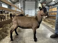 公山羊, Alpine goat — 照片 2