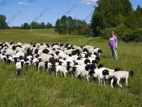 Ram, Dorper sheep — photo 2