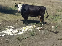 गाय, मवेशी — फ़ोटो 1