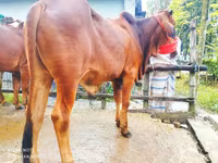 Bull, Cattle — photo 3