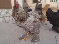 Brahma — foto 2
