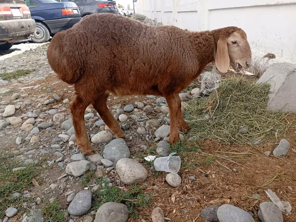 母羊, Arashan sheep — 吉尔吉斯斯坦