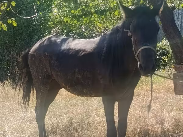 公马, French Trotter