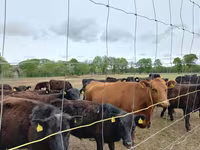 Bulle, Aberdeen-Angus — Foto 3