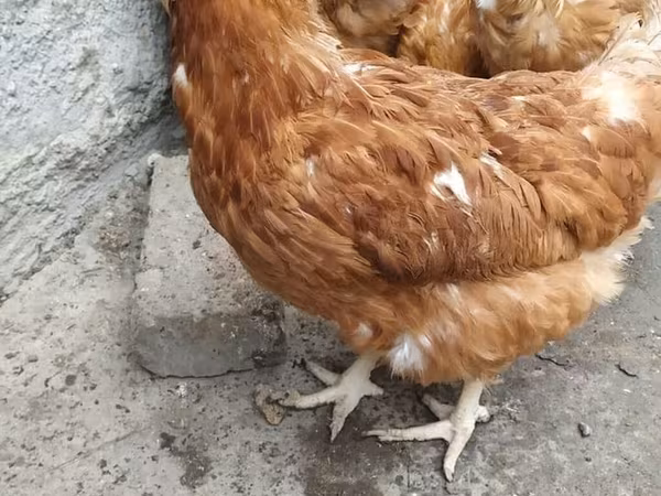 Brahma