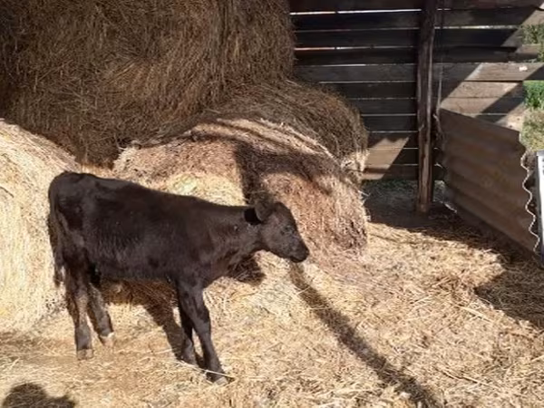 公牛, Cattle