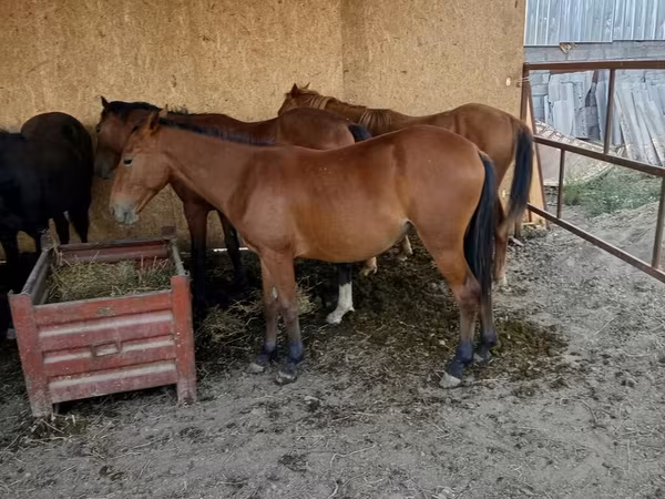公马, Horses