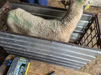 نعجة, Kuibyshev sheep — الصورة 3