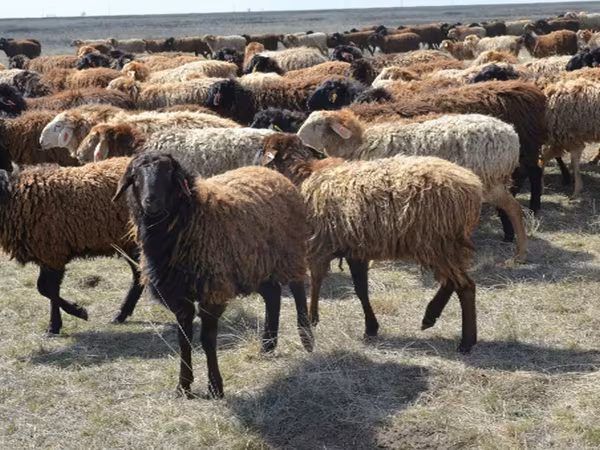 公羊, Sheep — 俄罗斯