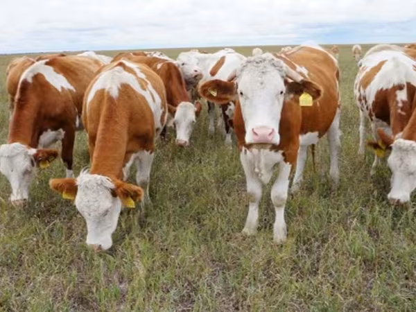 公牛, Simmental cattle — 俄罗斯