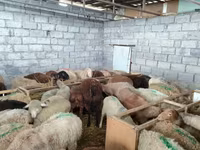 Sheep, Sheep — photo 3