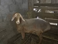 Schaf, Arashan sheep — Foto 4
