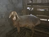 Schaf, Arashan sheep — Foto 1