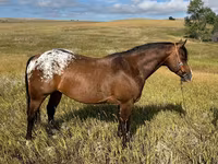 حصان, Horses of Sable Island — الصورة 1