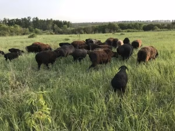 母羊, Hissar sheep