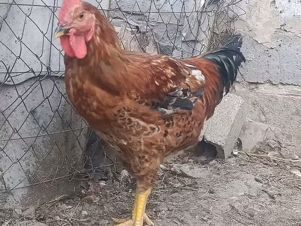 Chickens — Kyrgyzstan