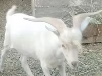 Billy Goat, Saanen goat — photo 3