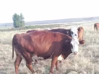 母牛, Kazakh White-headed cow — 照片 1