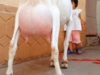Cabro, Saanen goat — foto 5