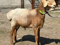 Ram, Arashan sheep — photo 7