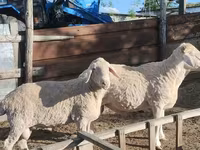Ram, Sheep — photo 1