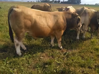 公牛, Aubrac cattle — 照片 5