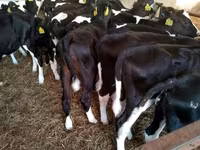 公牛, Holstein breed — 照片 3