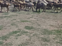 公羊, Hissar sheep — 照片 3