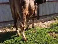 ثور, Swiss cattle — الصورة 5