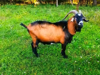 Ziegenbock, Ziegen — Foto 4