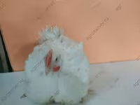 Geese — الصورة 5