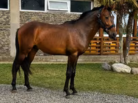 Hengst, Karachay horse — Foto 1