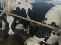 公牛, Russian Black pied cattle — 照片 3