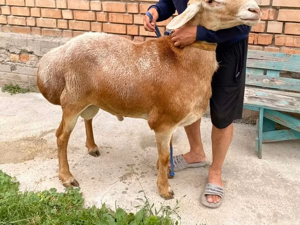 Arashan sheep
